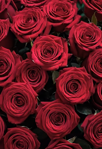 Crimson Roses