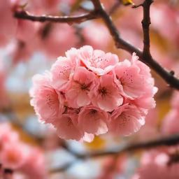 Spring Blossom