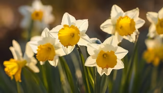 Daffodils in Bloom Daffodils in Bloom