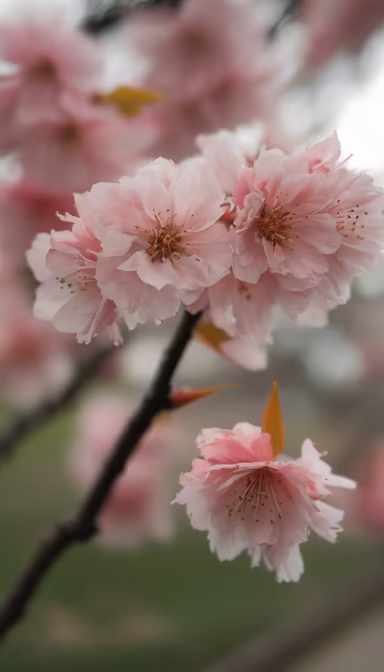 Cherry Blossoms