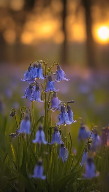 Bluebell Serenity Bluebell Serenity