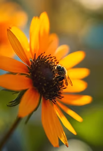 Golden Nectar Golden Nectar