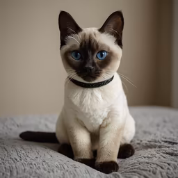 Royal Siamese Royal Siamese