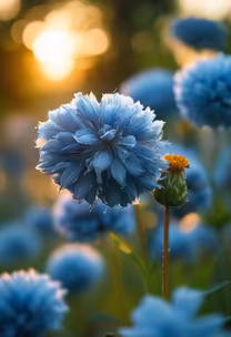 Blue Blooms Blue Blooms