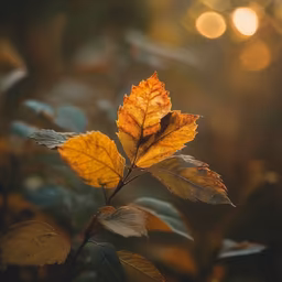 Autumn's Embrace