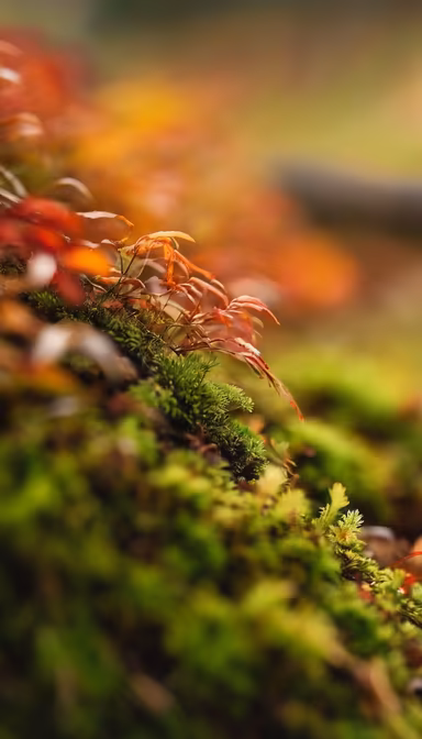 Autumnal Moss Autumnal Moss