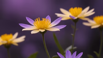 Floral Harmony