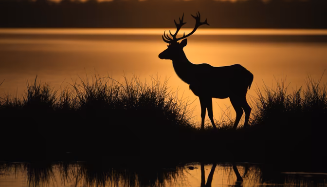 Silhouette of Majesty
