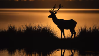 Silhouette of Majesty Silhouette of Majesty
