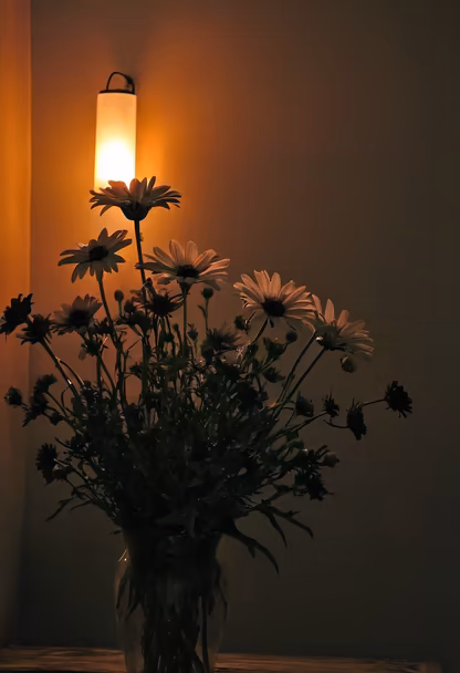 Evening Daisies Evening Daisies