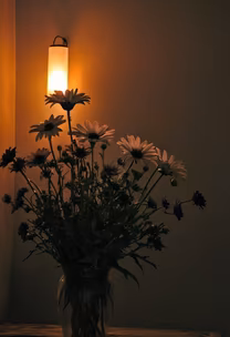 Evening Daisies