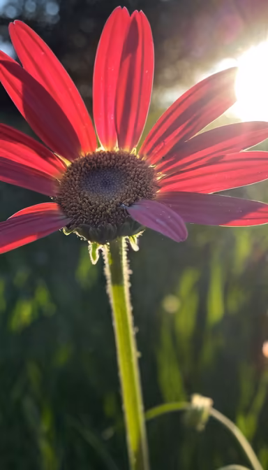 Crimson Bloom Crimson Bloom
