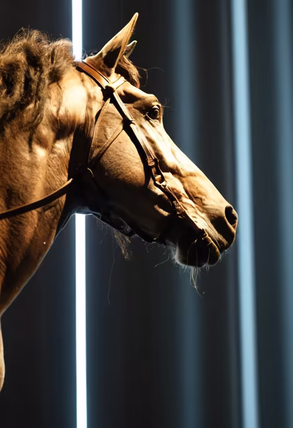 Equine Elegance