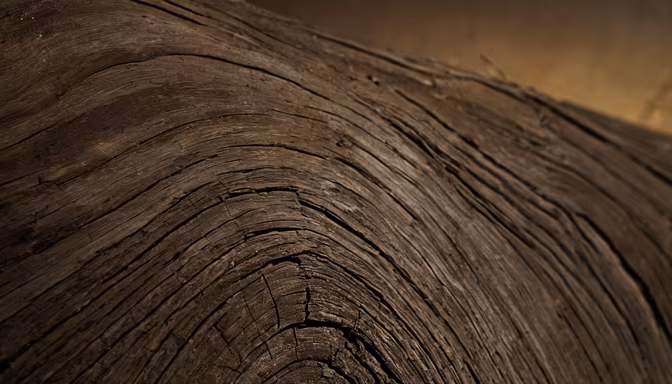 Ancient Wood