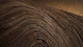 Ancient Wood