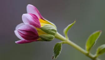 Budding Beauty