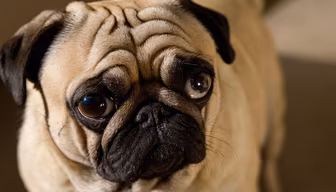 Pug Life Pug Life