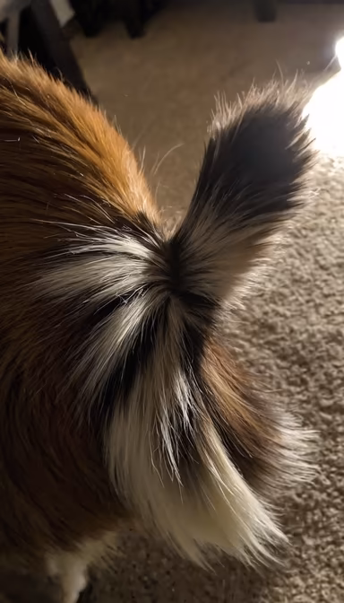 Wagging Wonders Wagging Wonders