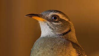 Bird Portrait Bird Portrait