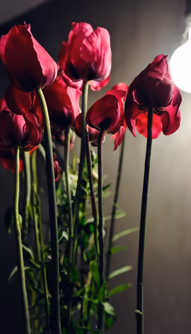 Crimson Blooms Crimson Blooms