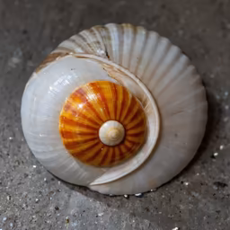 Nature's Geometry