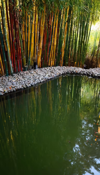 Bamboo Reflections Bamboo Reflections