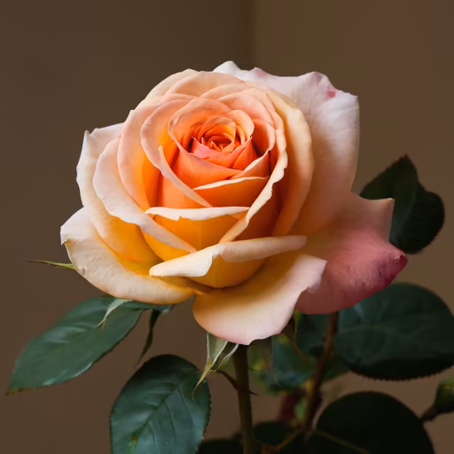 Peach Rose