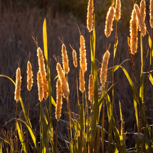 Golden Cattails