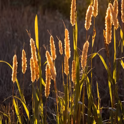 Golden Cattails Golden Cattails