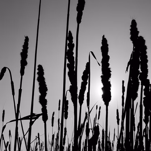 Cattail Silhouette