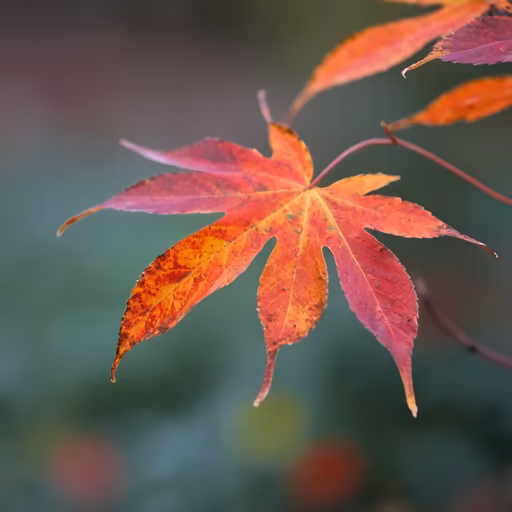 Autumn's Embrace