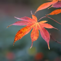 Autumn's Embrace