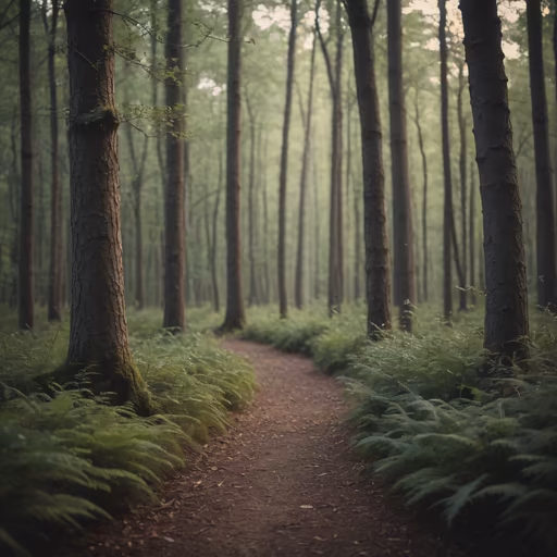 Forest Path