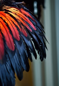 Crimson Wings Crimson Wings