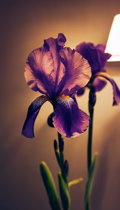 Iris in Bloom Iris in Bloom
