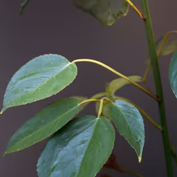 Green Serenity