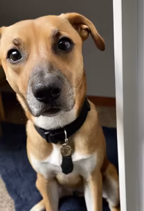 Puppy Eyes