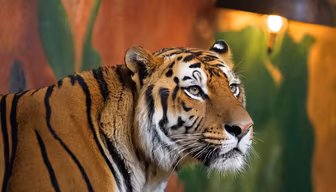 Tiger Portrait