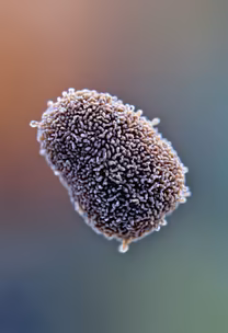Mysterious Microorganism