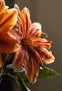 Lily's Kiss Lily's Kiss