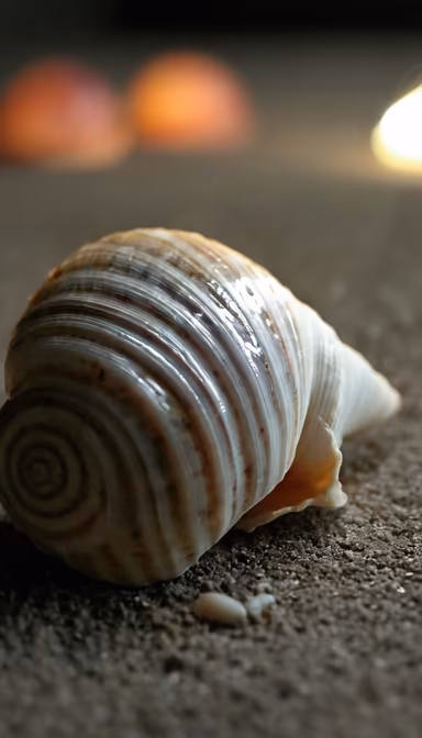 Seashell Serenity