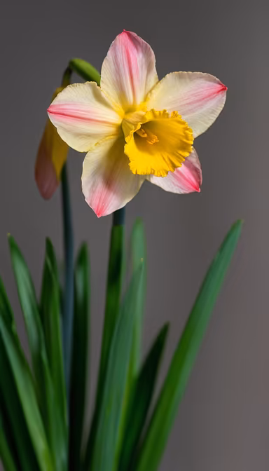 Spring's Gentle Touch Spring's Gentle Touch