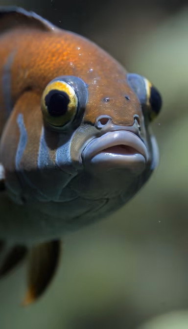 Underwater Gaze Underwater Gaze