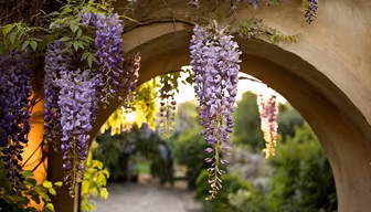 Wisteria Dreams