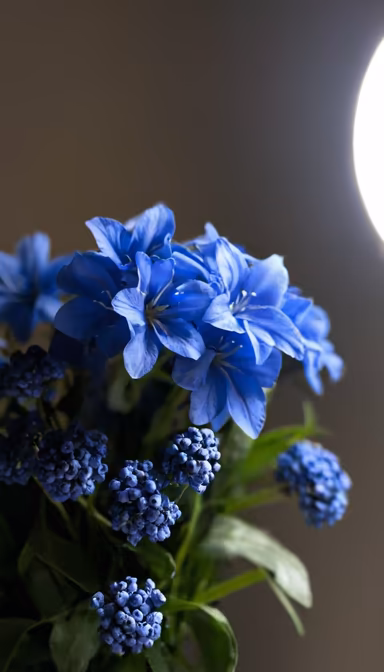 Blue Symphony Blue Symphony