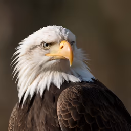 American Majesty