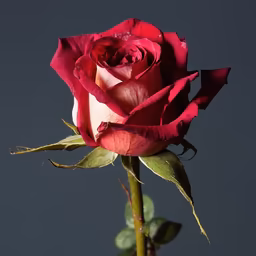 Crimson Bloom