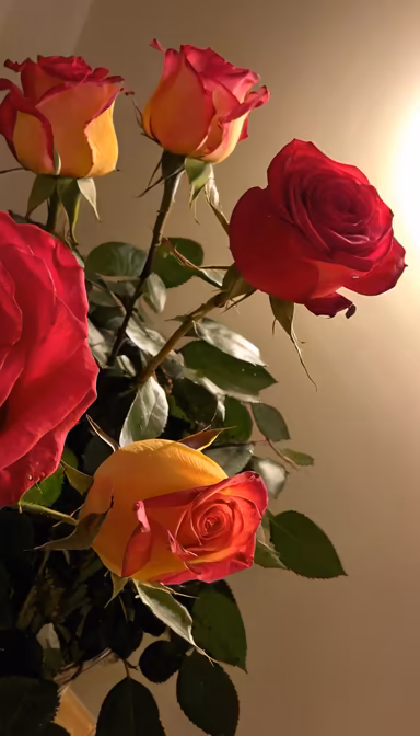 Roses in Bloom Roses in Bloom