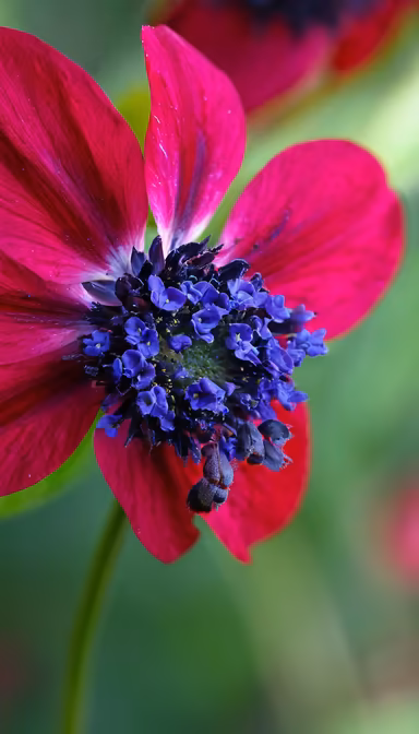 Crimson Bloom Crimson Bloom