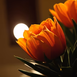 Tulip Glow